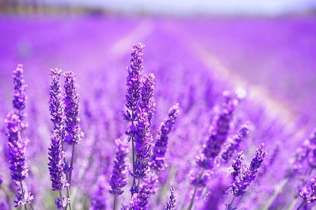 lavender blossom 1595581 640 phixr